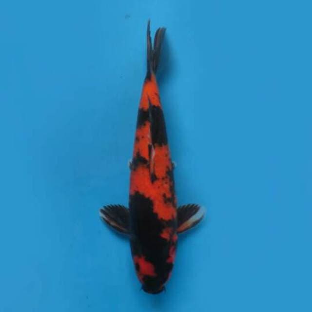 32cm Male Tosai - F1 Hi Utsuri Strobg