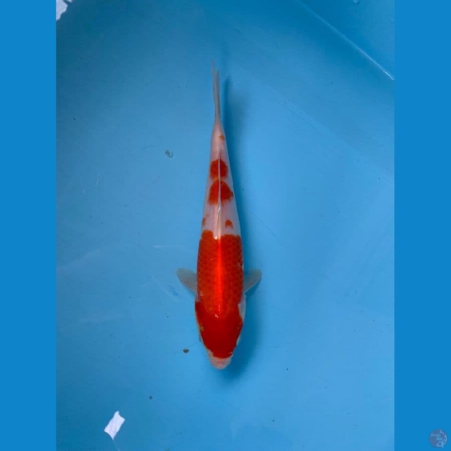 kohaku 23cm original