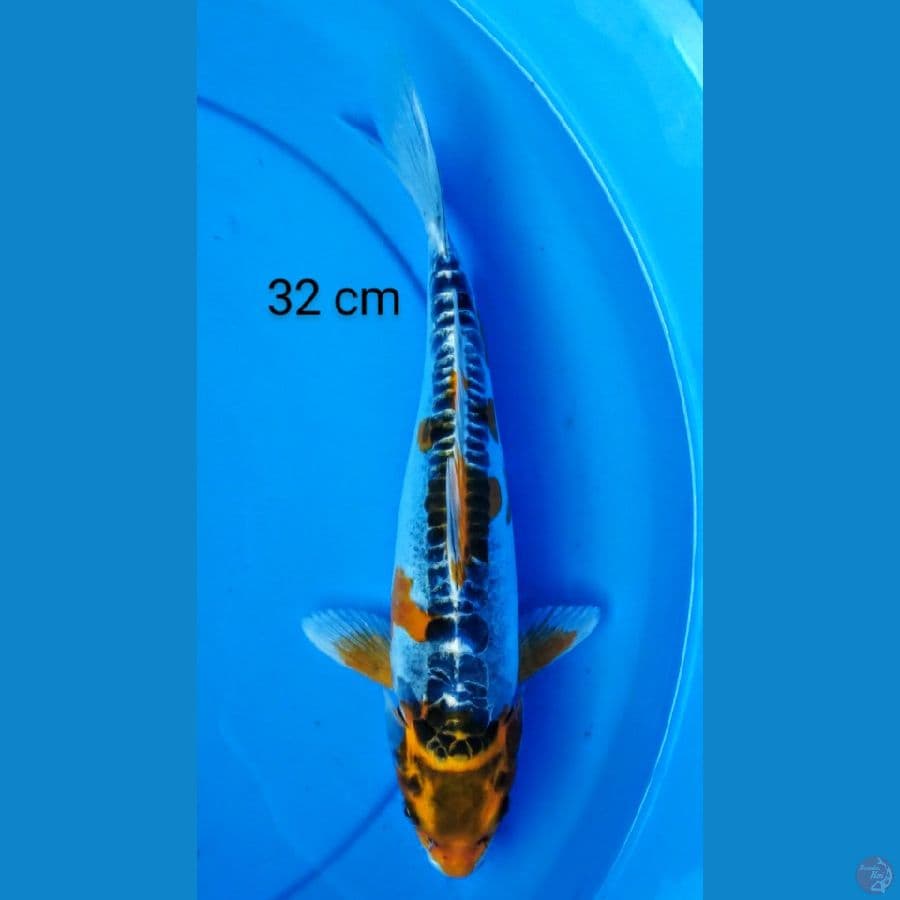 kiko mantap 32 cm