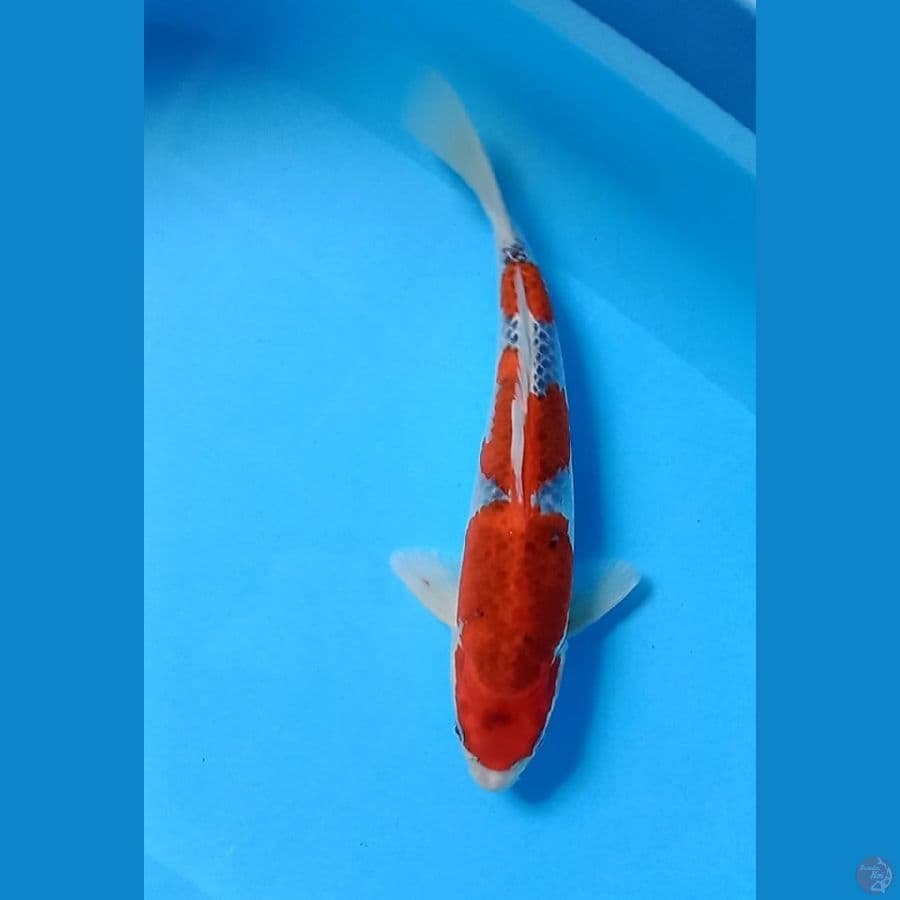 Goshiki
