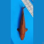 Chagoi Tembaga Jumbo