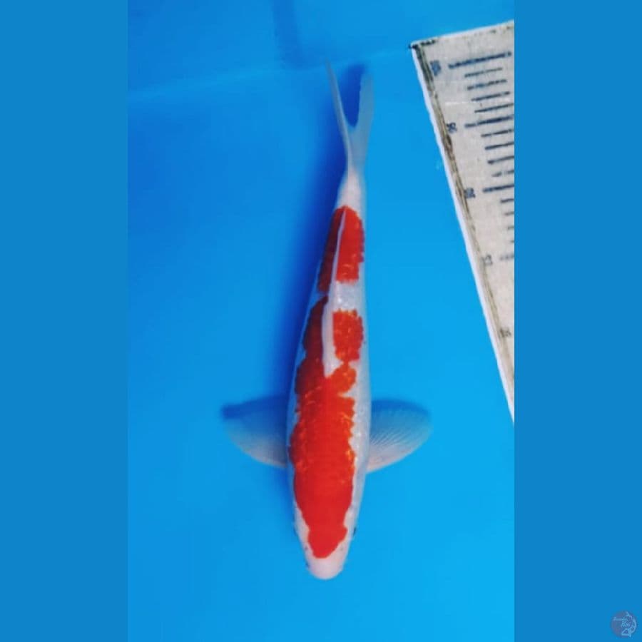 Kohaku Ginrin Strong
