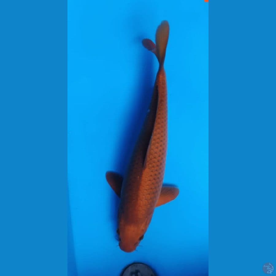 Chagoi Tembaga Jumbo