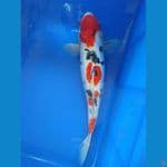 Sanke Doitsu 37 cm