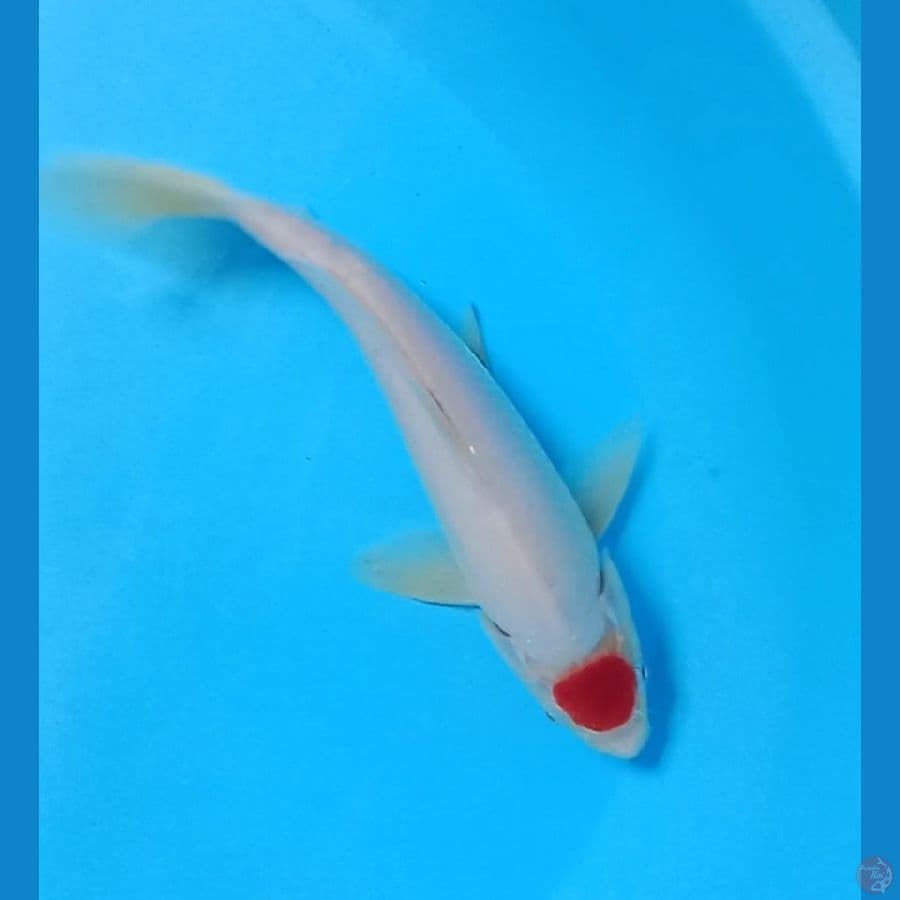 Tancho Kohaku