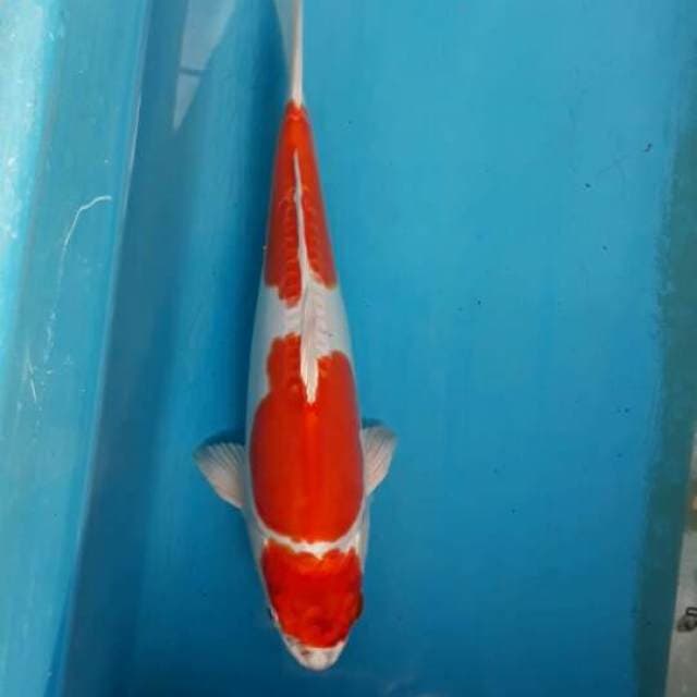 Ki Kushui 30 cm Joss