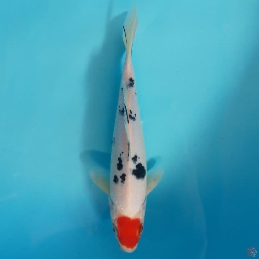 Tancho Sanke Bahan 24cm