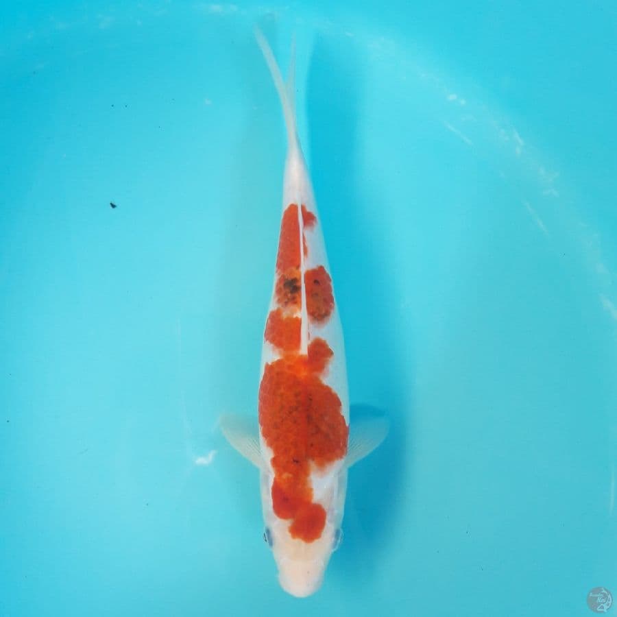 Ai Goromo Ori 29cm