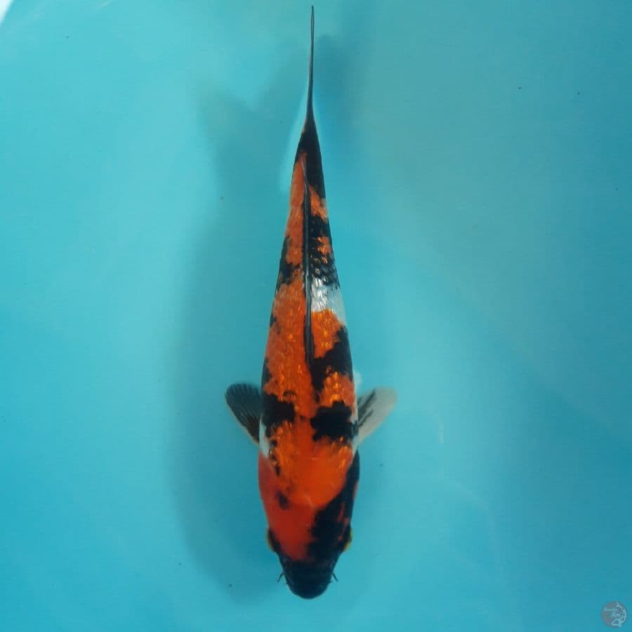 Showa Ginrin 25cm