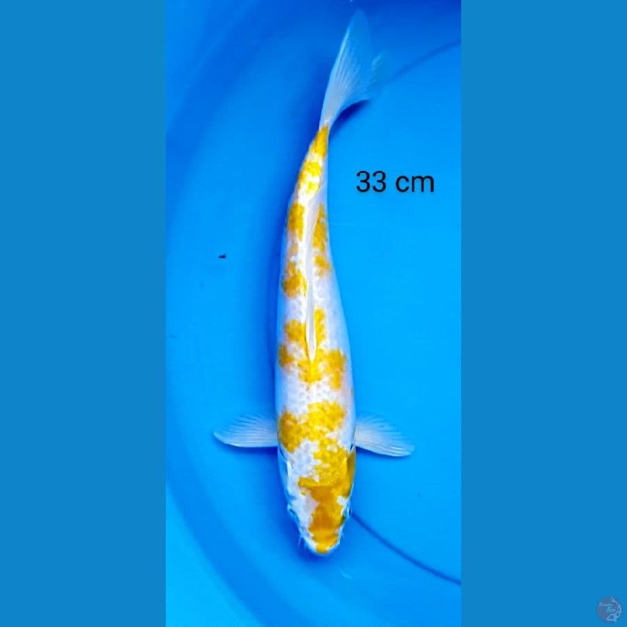inazuma hariwake 33 cm