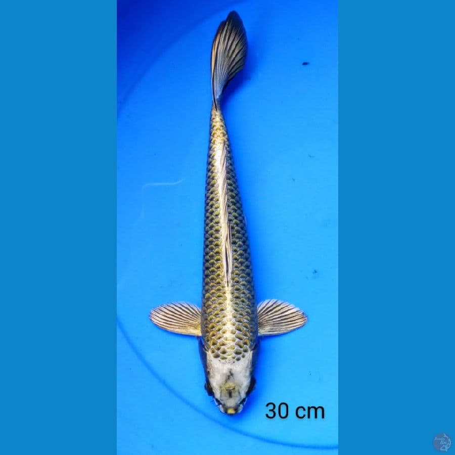 mukashi gold 30 cm
