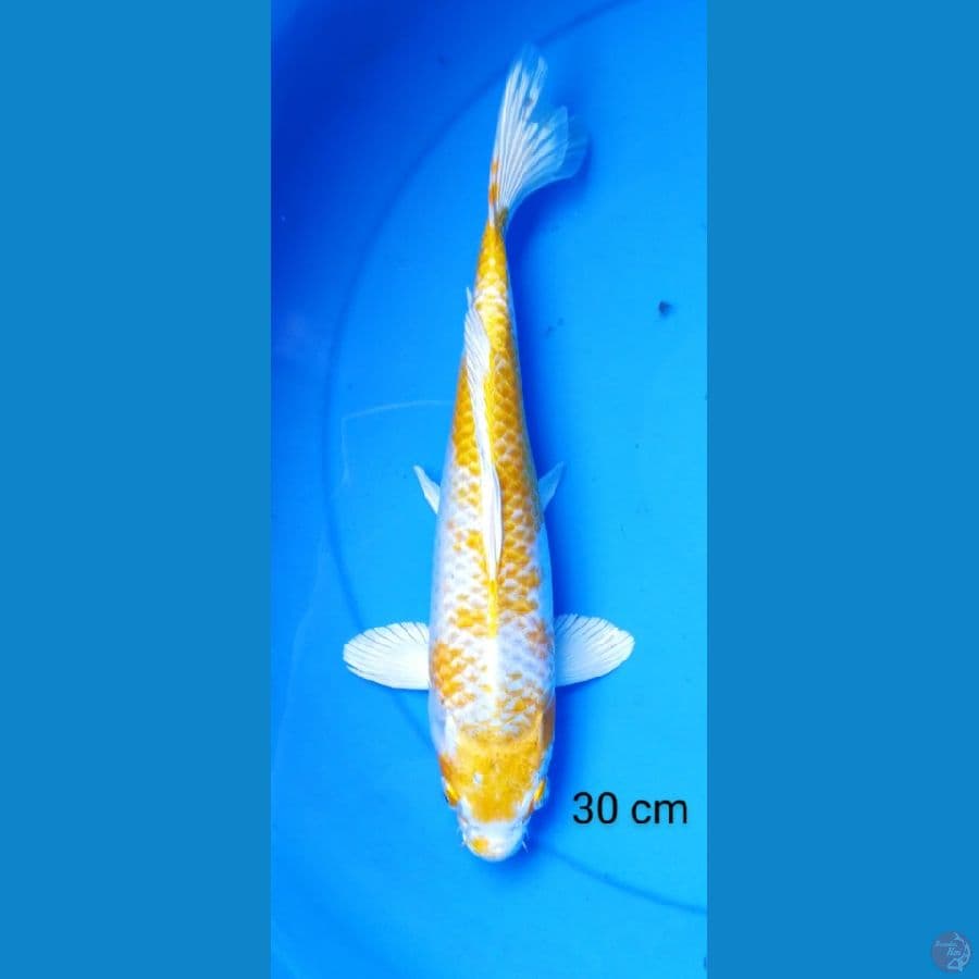 hariwake 30 cm