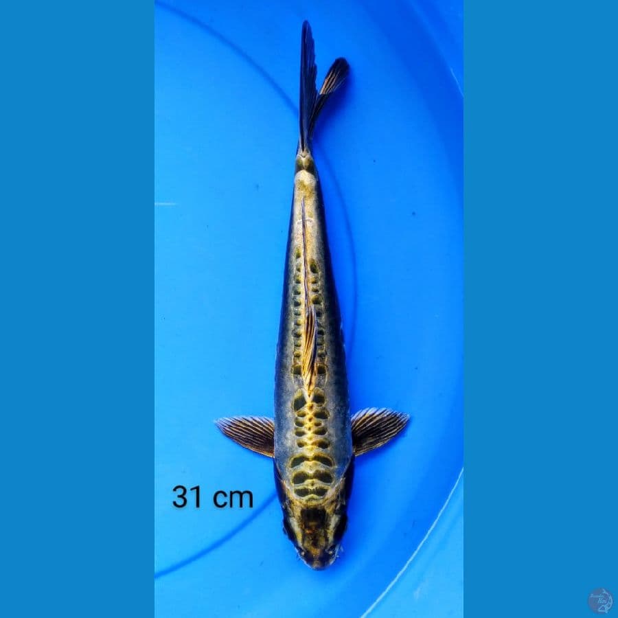 kawarimono gold 31 cm