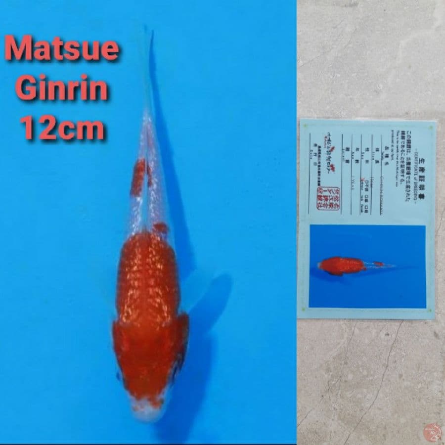 MATSUE GINRIN KOHAKU
