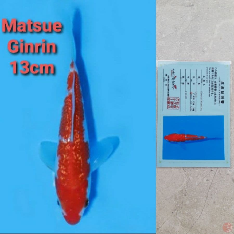 MATSUE GINRIN KOHAKU