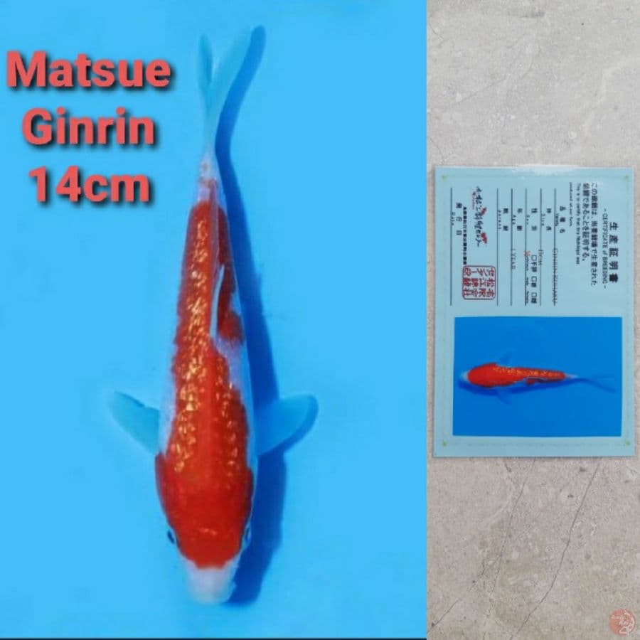 MATSUE GINRIN KOHAKU