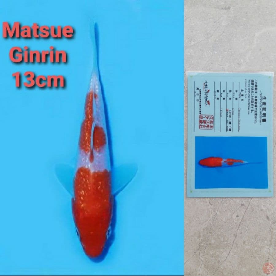 MATSUE GINRIN KOHAKU