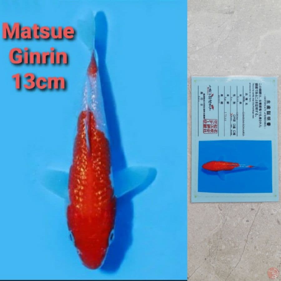 MATSUE GINRIN KOHAKU