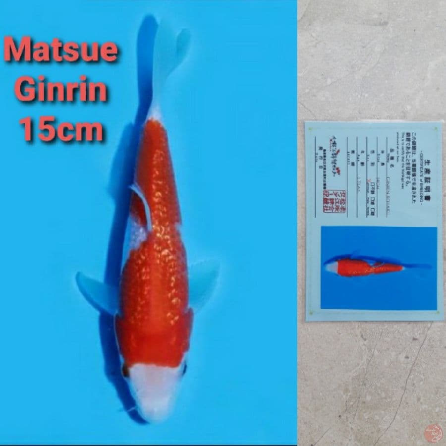 MATSUE GINRIN KOHAKU