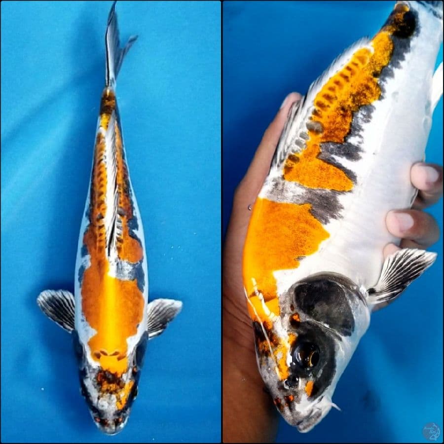 BENI KIKOKURYU 34 CM