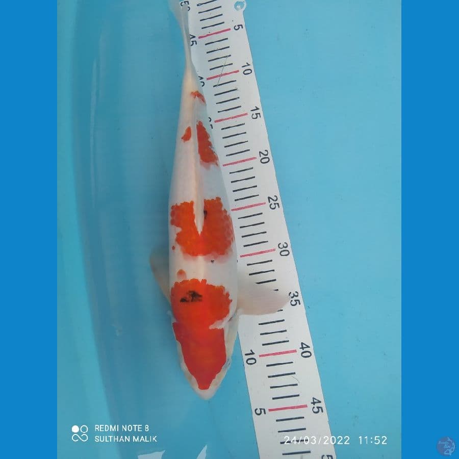 sanke 40 cm 4 step