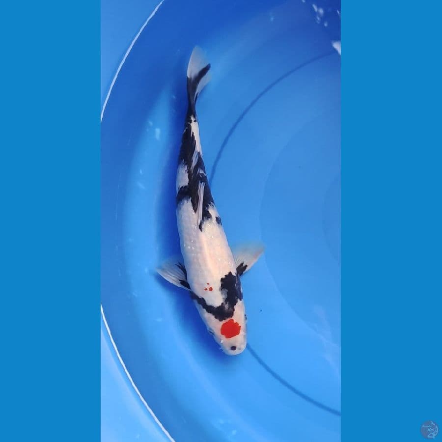 tanco 32 cm