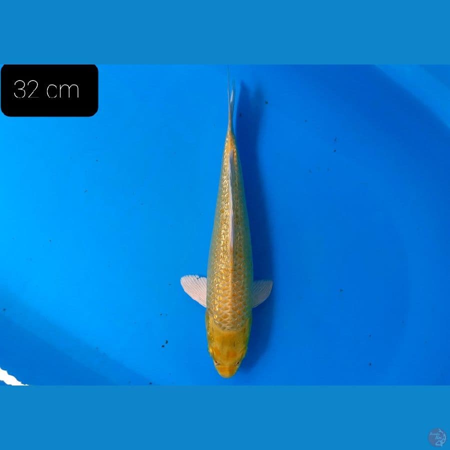 *YAMABUKI GINRIN 32 CM*