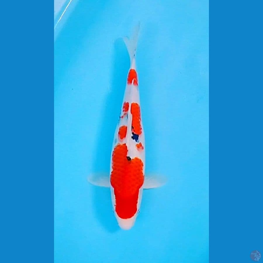 Taisho Sanke.. 34cm./female