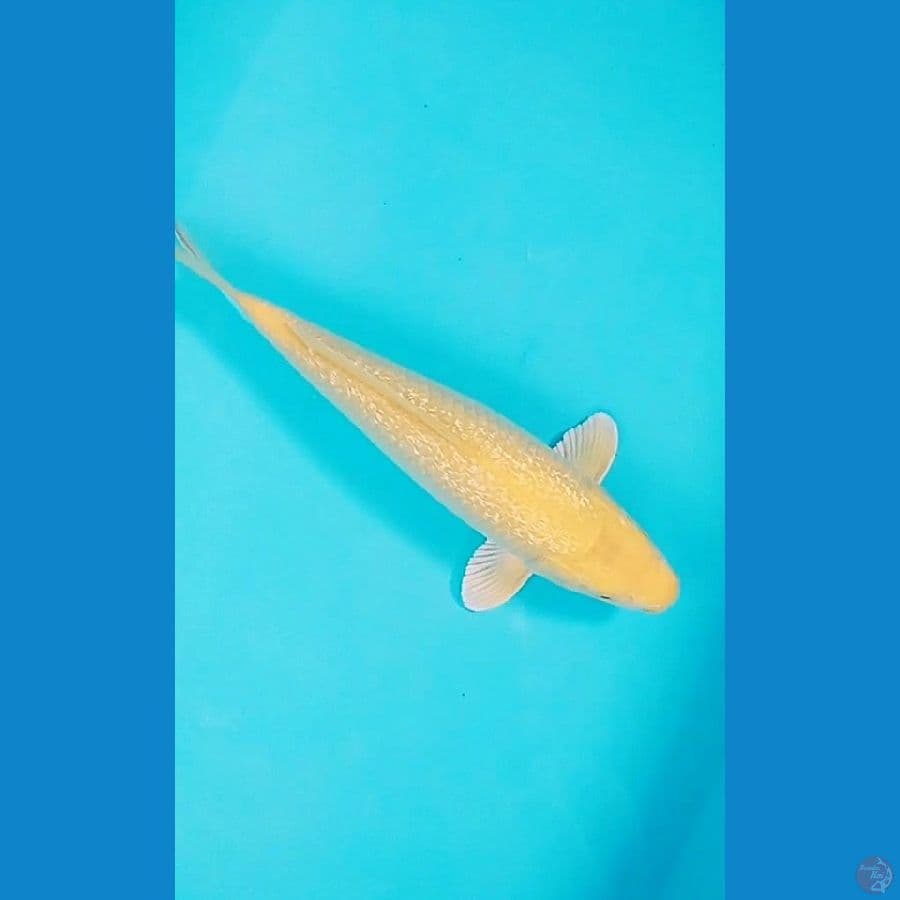 Karashi full Ginrin.. 31cm./female