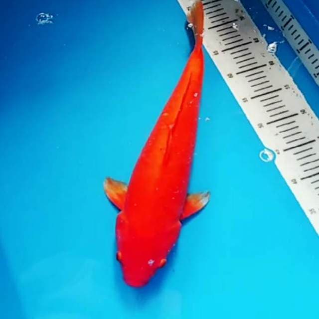 Super red F1 benigoi 49cm tembus perut