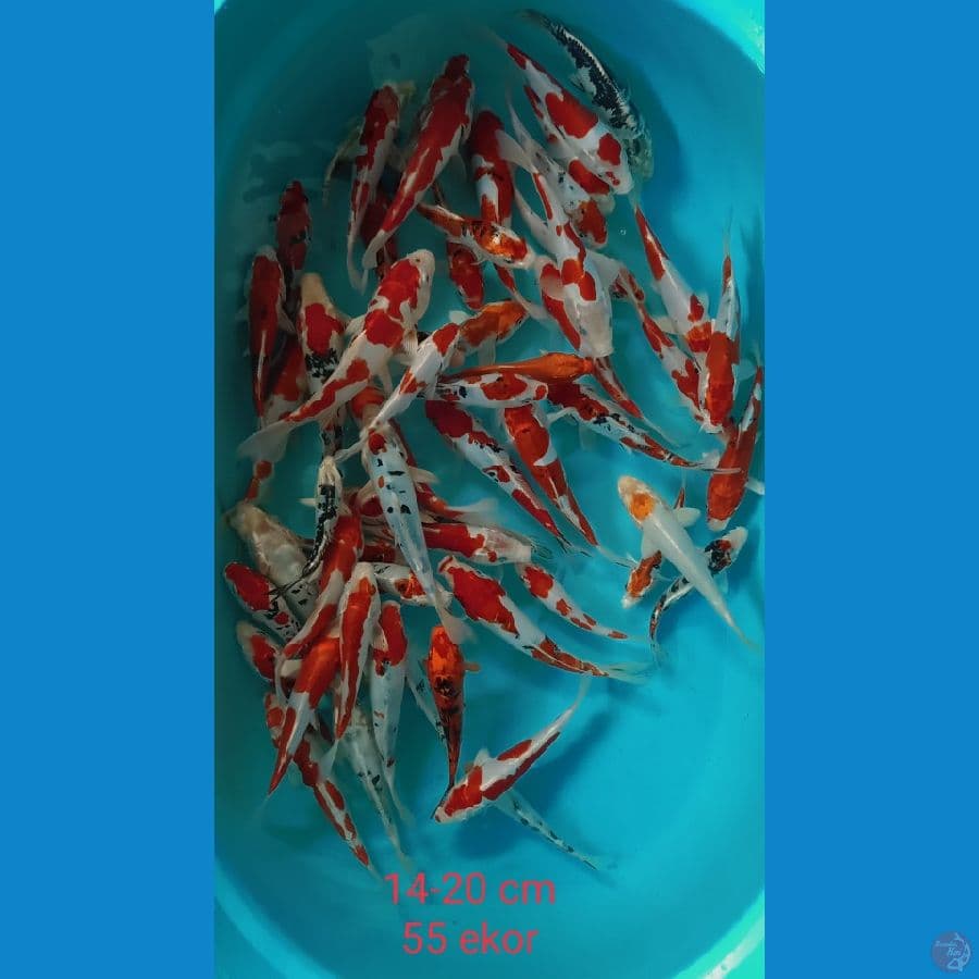 kohaku sanke doitsu hikari