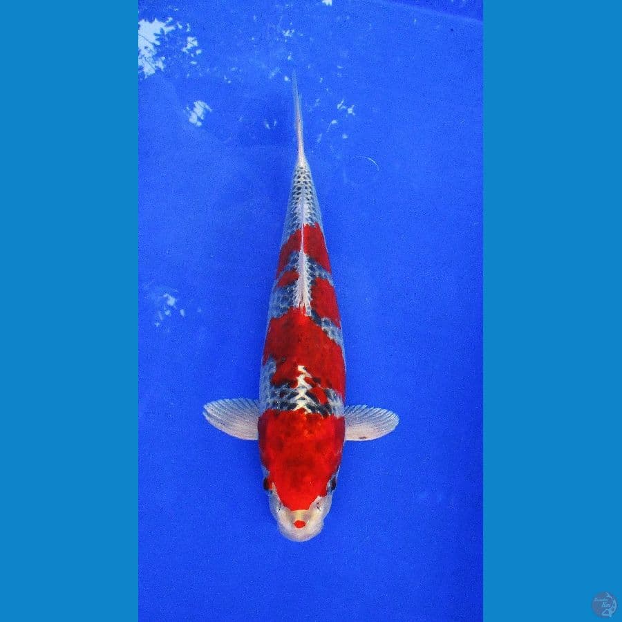 red goshiki ±32cm