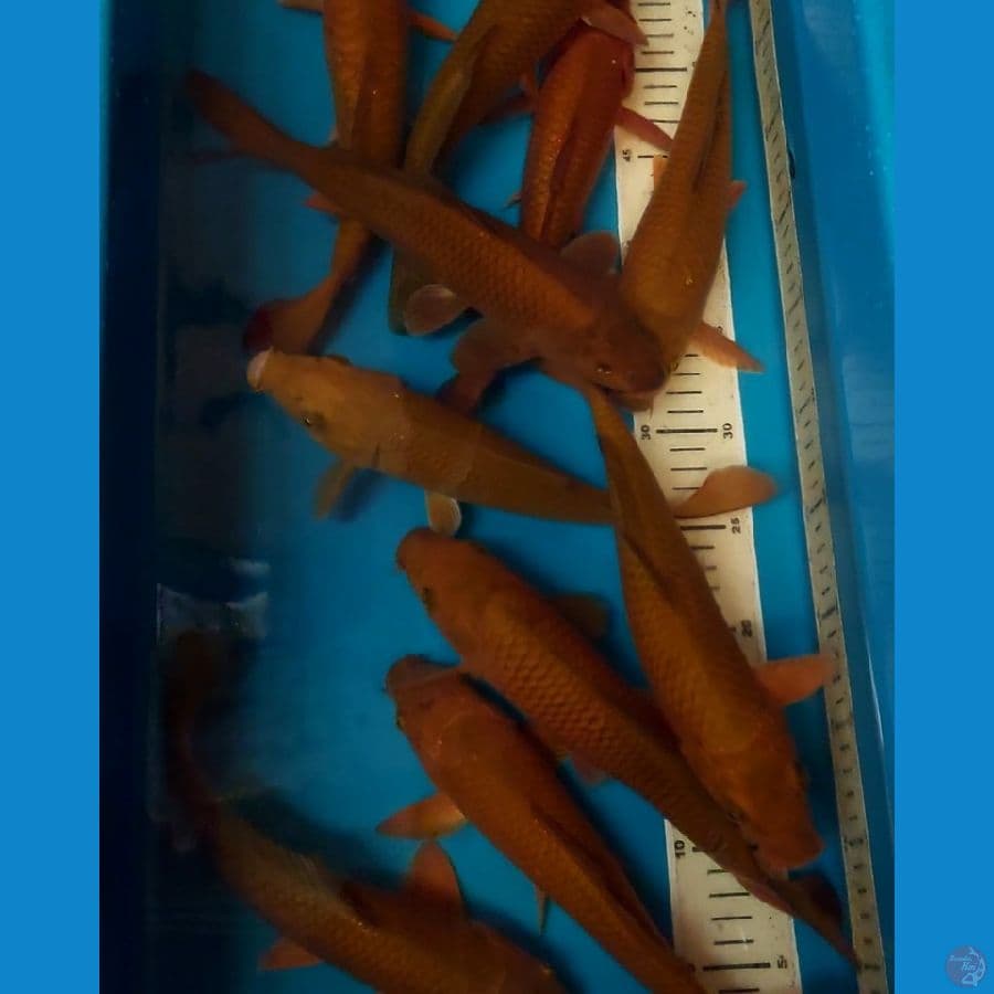 CHAGOI TEMBAGA 27-28 CM