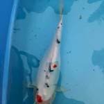 Sanke 36 cm