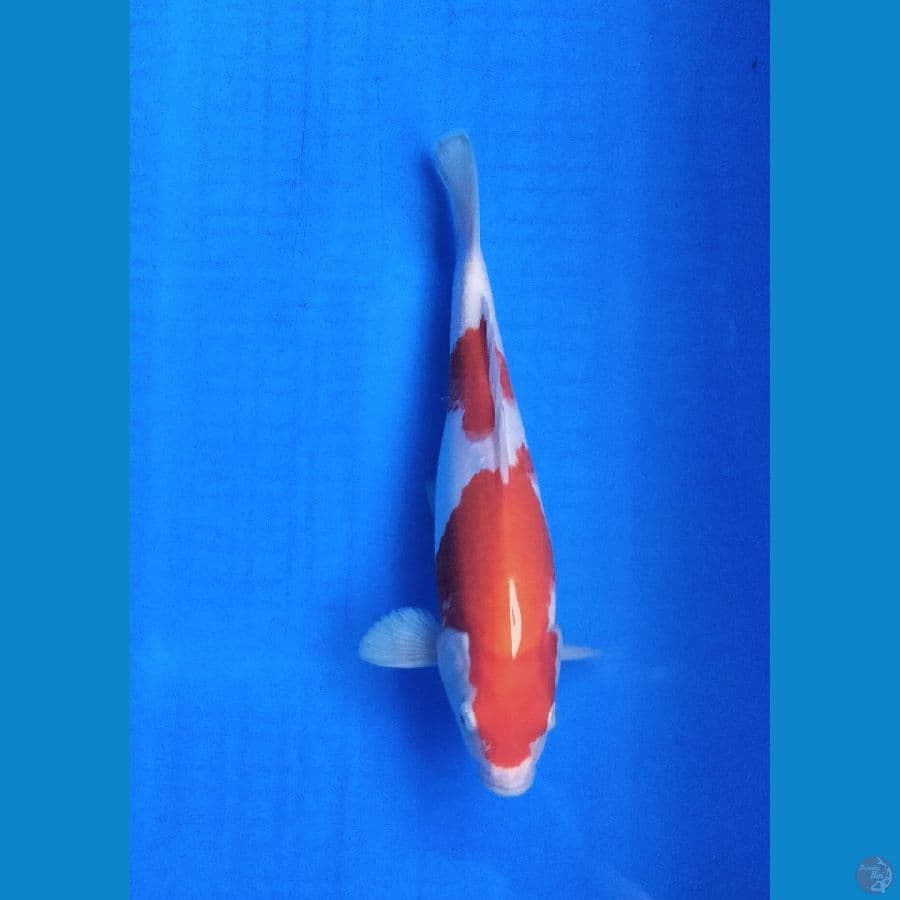 Kohaku