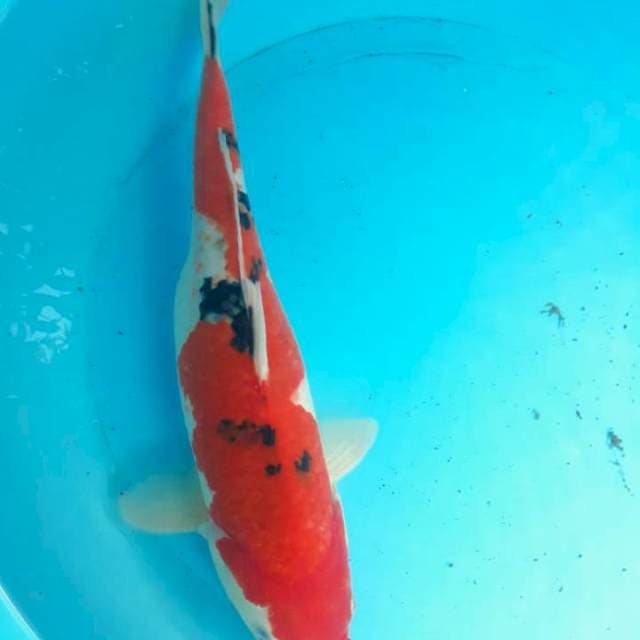 Sanke 35 cm