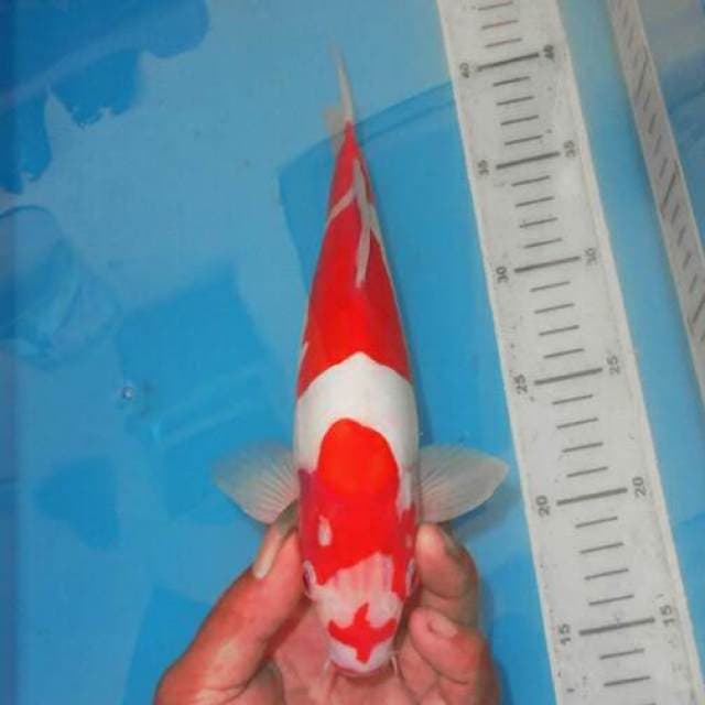 ANTIK KOHAKU