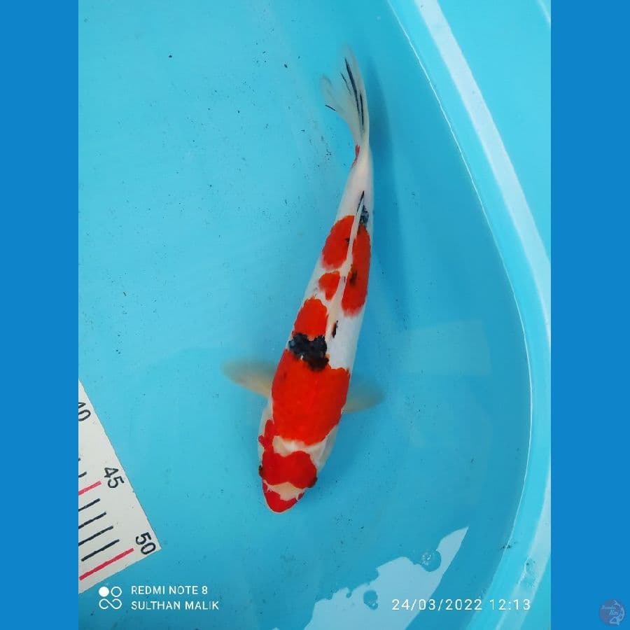 sanke stromg 32 cm ory
