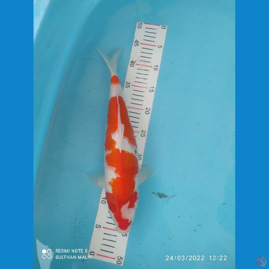 kohaku 39 cm