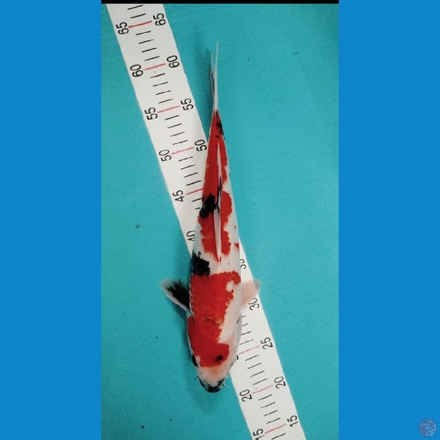showa 38 cm 