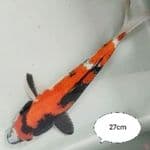 showa