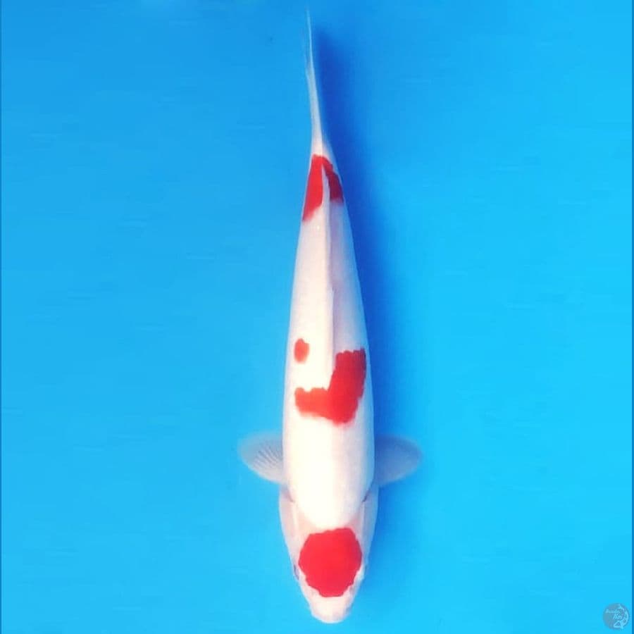KOHAKU 3 STEP 31 cm female
