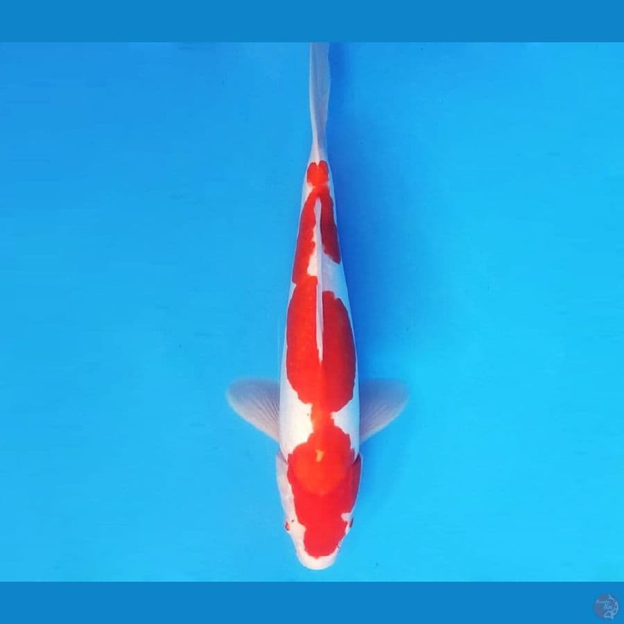 KOHAKU 34 cm female