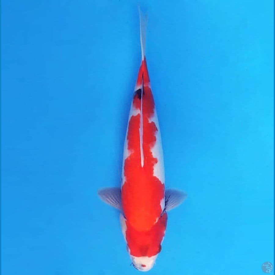 SHOWA TATEGOI 34 cm female