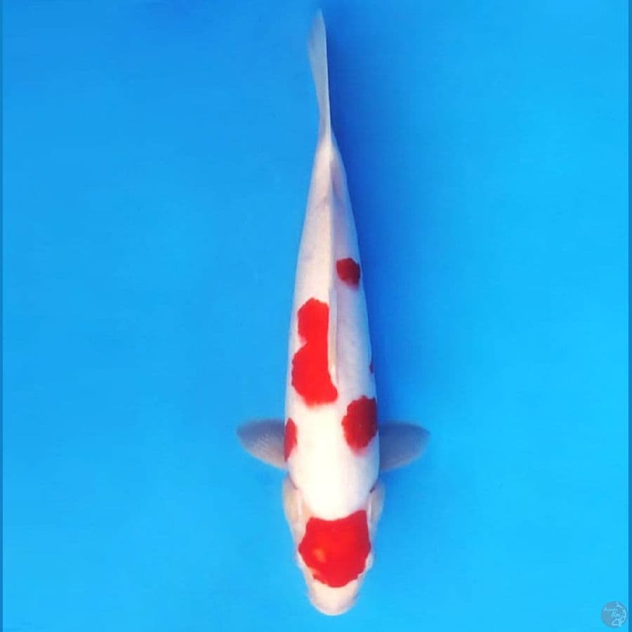 KOHAKU 32 cm female