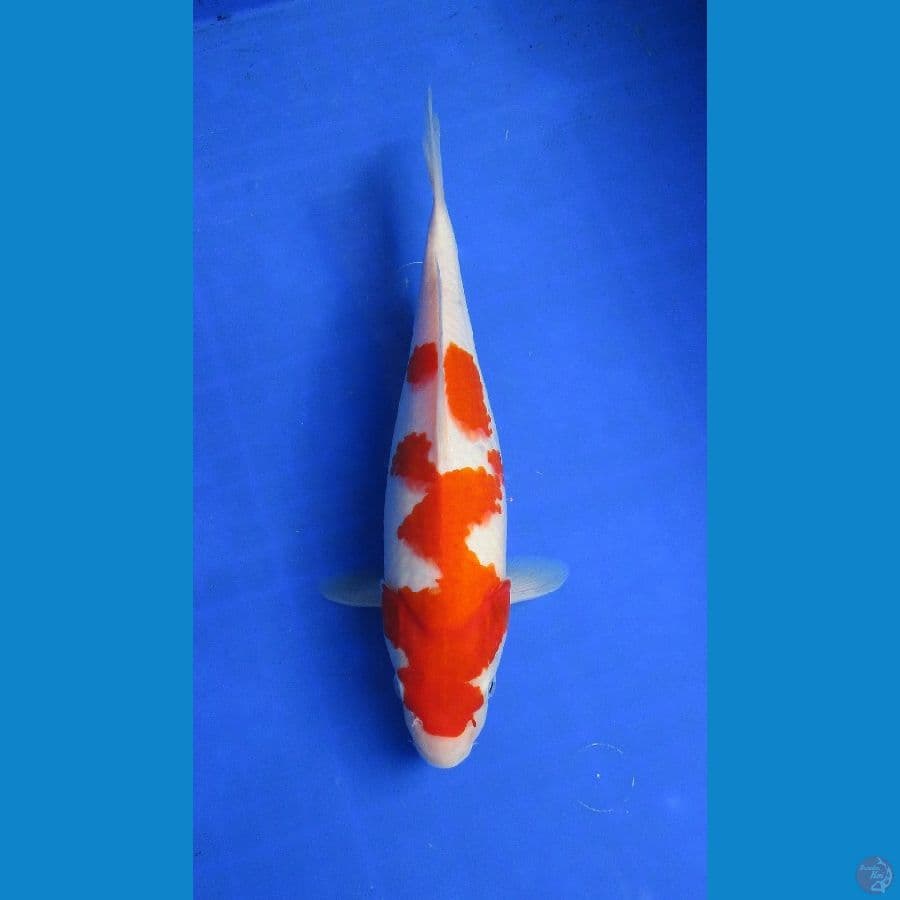 inazuma kohaku ±28cm jantan