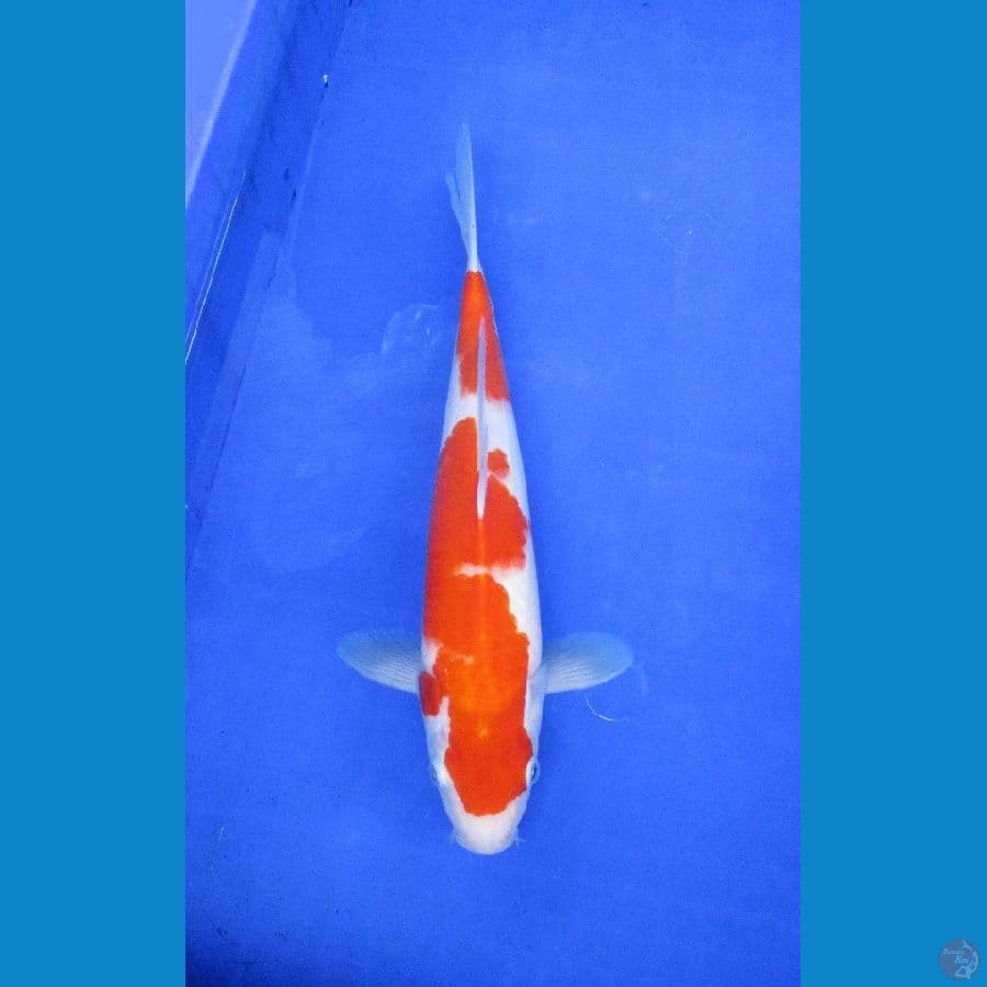 kohaku ±32cm