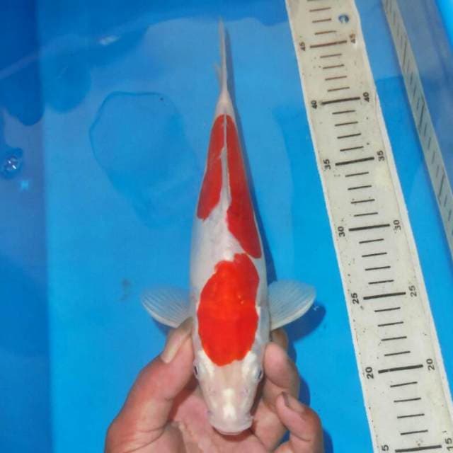 KOHAKU MERONA
