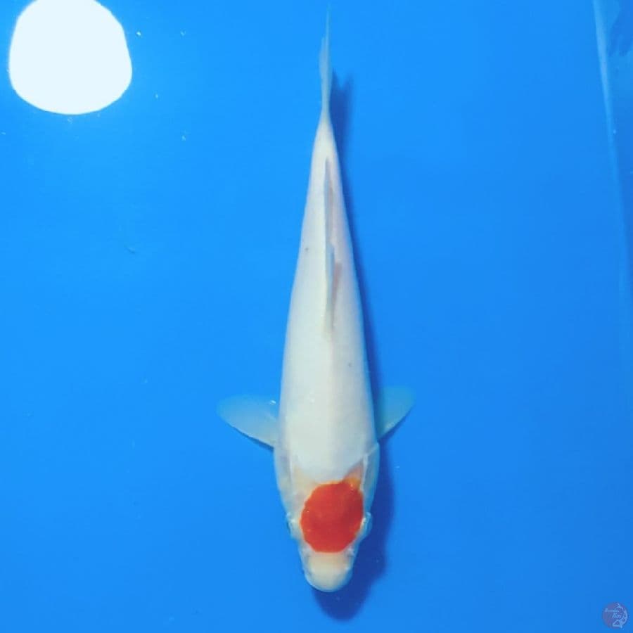 TANCHO KOHAKU 22cm
