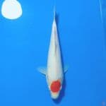 TANCHO KOHAKU 22cm